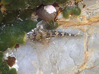 ภาพ ปลา lesleyae (Bellapiscis lesleyae)
