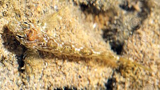 ภาพ ปลา medius (Bellapiscis medius)