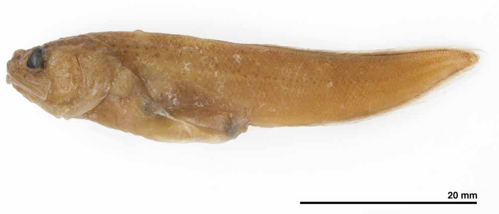 ภาพ ปลา apoda (Bellottia apoda)