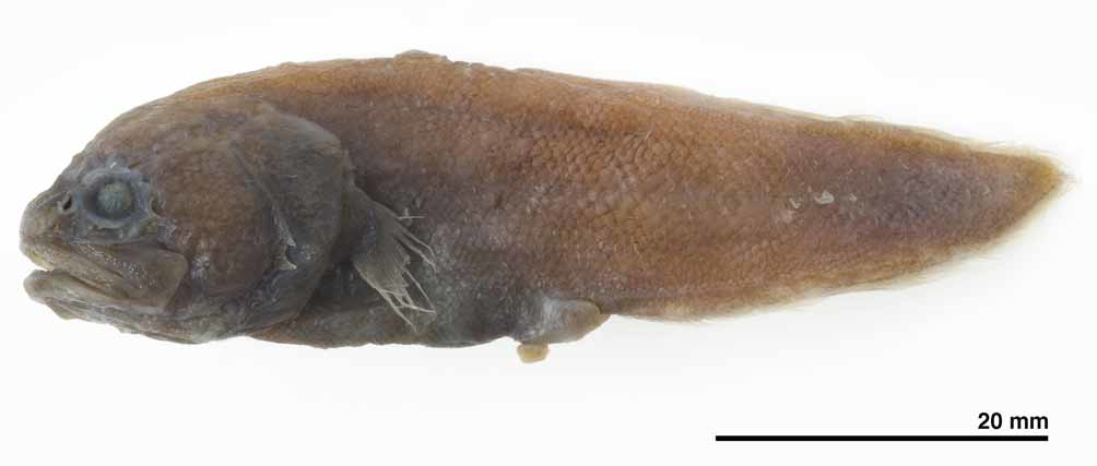 ภาพ ปลา robusta (Bellottia robusta)
