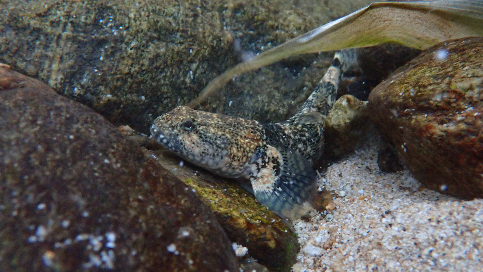ภาพ ปลา belobranchus (Belobranchus belobranchus)