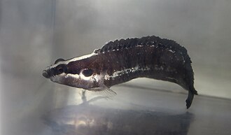 ภาพ ปลา fasciolatum (Belonepterygion fasciolatum)