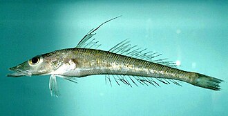 ภาพ ปลา anatirostris (Bembrops anatirostris)