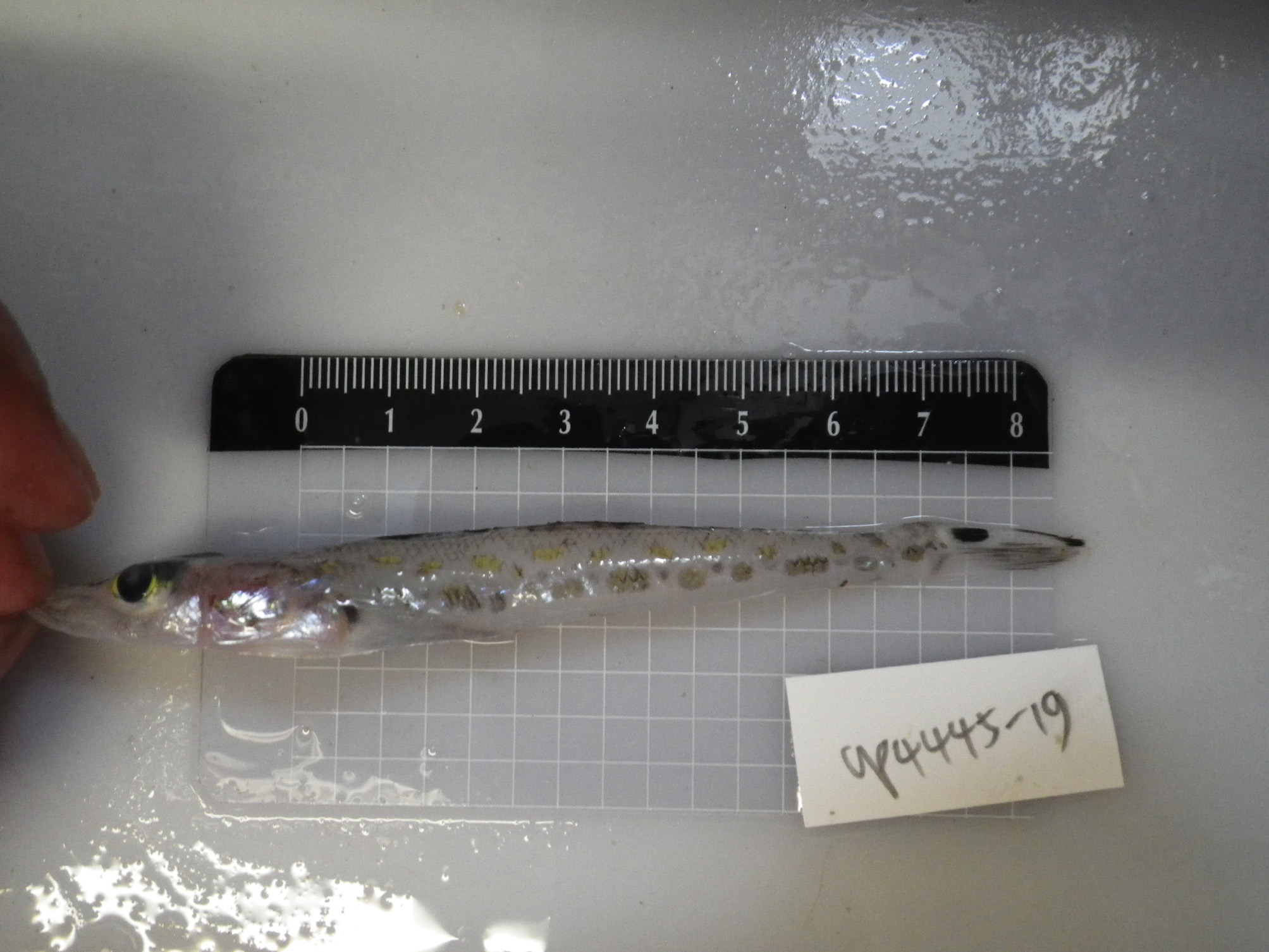 ภาพ ปลา caudimacula (Bembrops caudimacula)