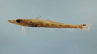 ภาพ ปลา gobioides (Bembrops gobioides)