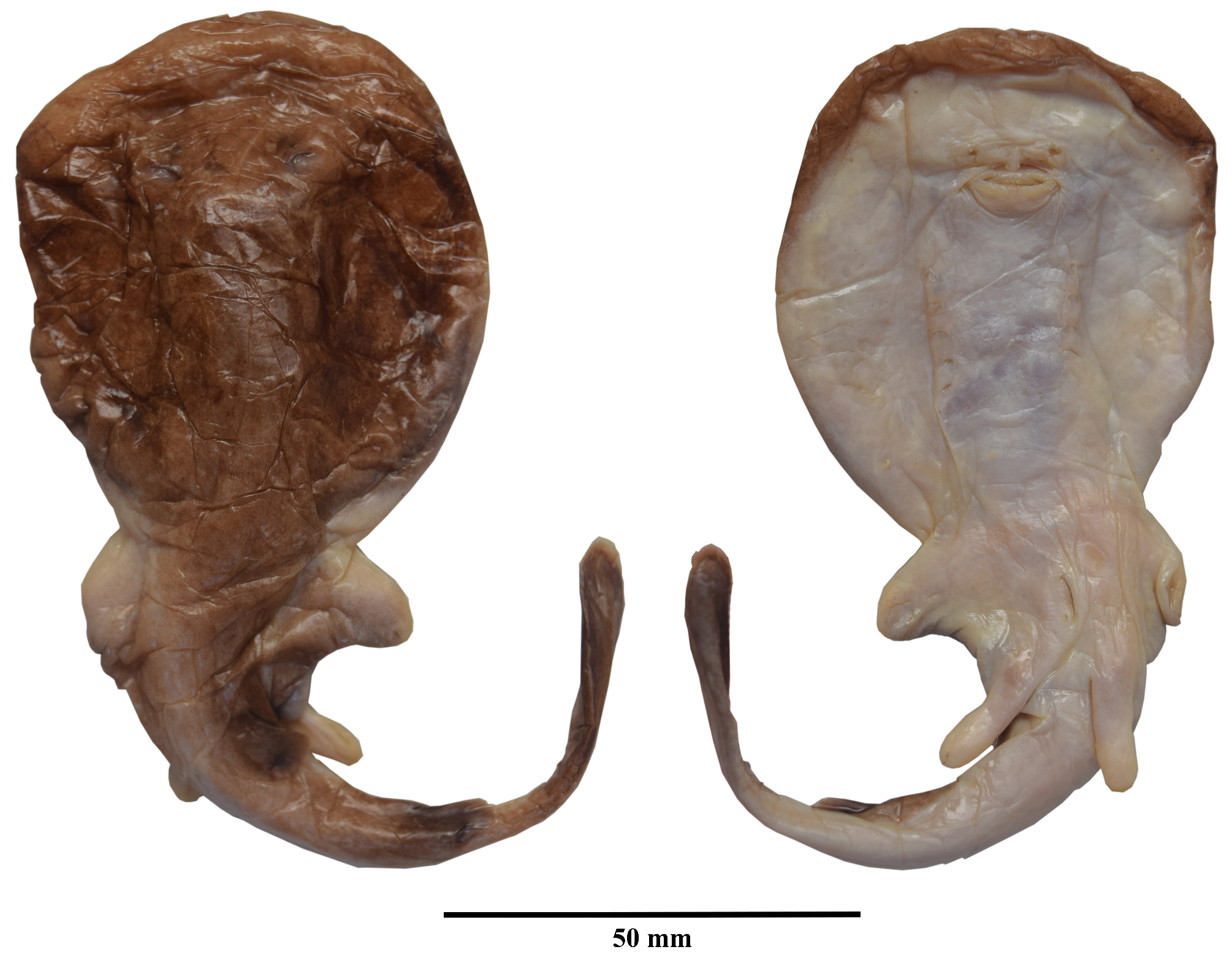 ภาพ ปลา kreffti (Benthobatis kreffti)
