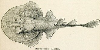 ภาพ ปลา marcida (Benthobatis marcida)