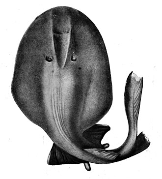ภาพ ปลา moresbyi (Benthobatis moresbyi)
