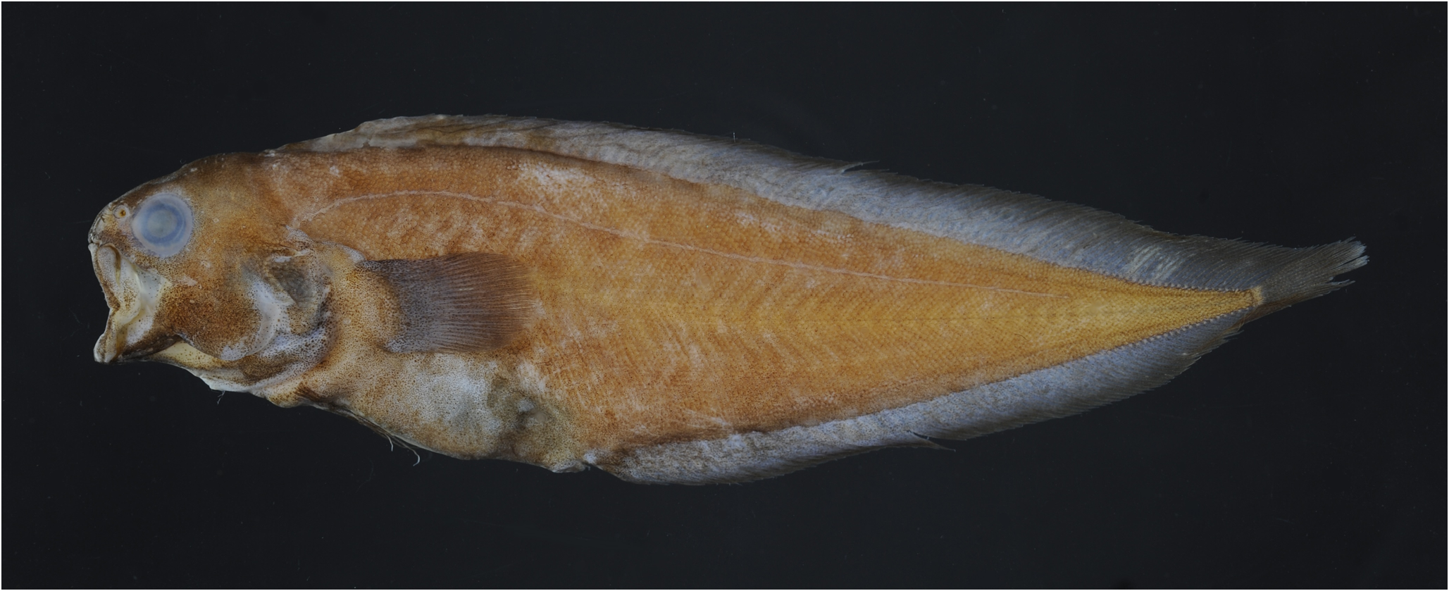 ภาพ ปลา australiensis (Benthocometes australiensis)