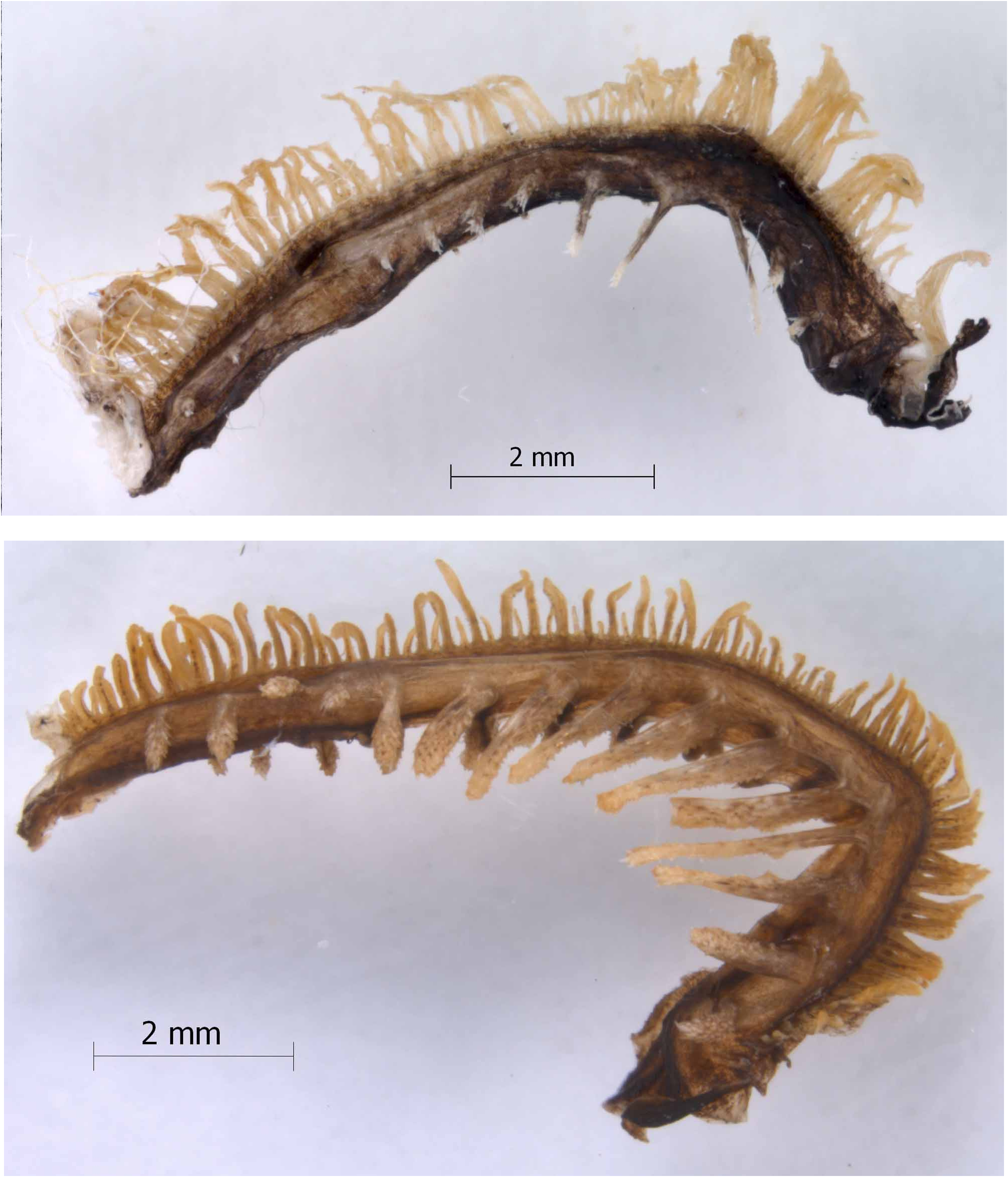 ภาพ ปลา robustus (Benthocometes robustus)