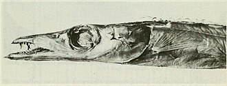 ภาพ ปลา pacificus (Benthodesmus pacificus)