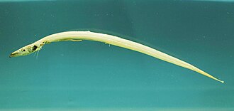 ภาพ ปลา tenuis (Benthodesmus tenuis)