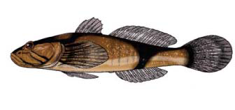 ภาพ ปลาบู่บู่ (Benthophiloides brauneri)