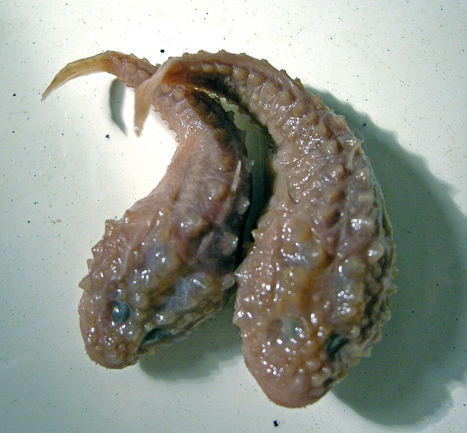 ภาพ ปลาบู่ baeri (Benthophilus baeri)
