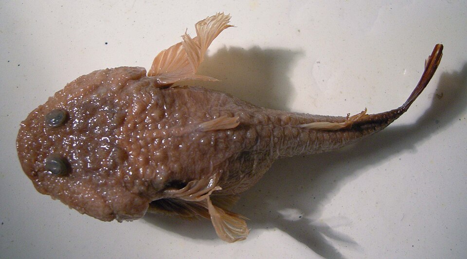 ภาพ ปลาบู่ casachicus (Benthophilus casachicus)
