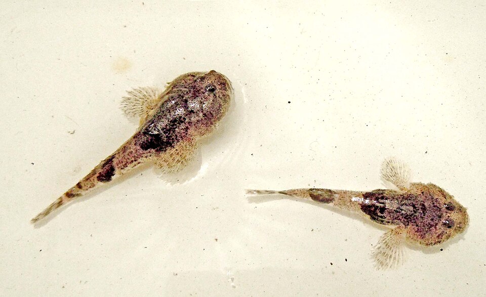 ภาพ ปลาบู่บู่ (Benthophilus granulosus)