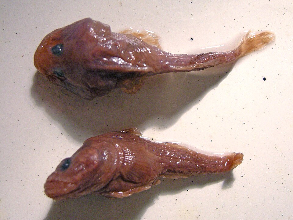 ภาพ ปลาบู่ kessleri (Benthophilus kessleri)