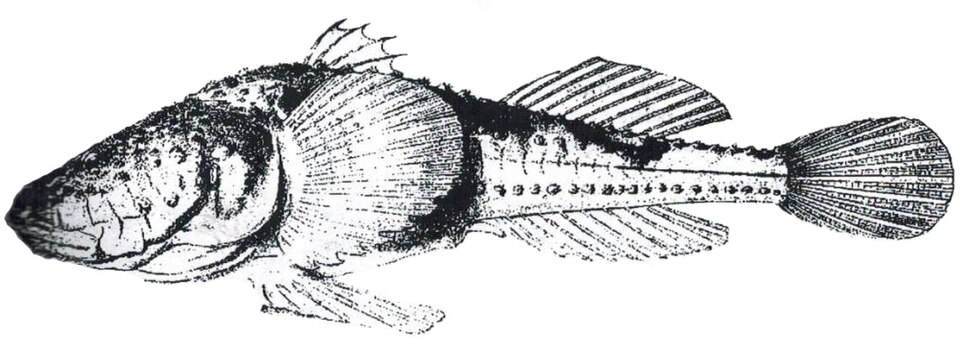ภาพ ปลาบู่บู่ (Benthophilus leobergius)