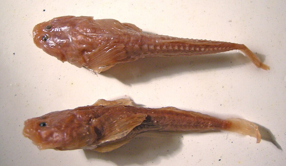 ภาพ ปลาบู่ leptocephalus (Benthophilus leptocephalus)