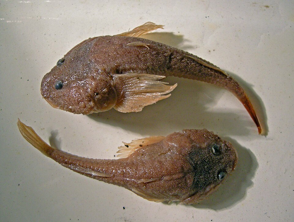 ภาพ ปลาบู่บู่ (Benthophilus macrocephalus)