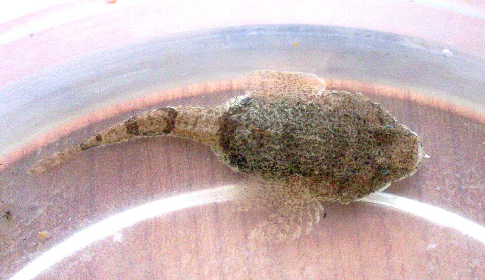 ภาพ ปลาบู่ดำบู่ (Benthophilus nudus)