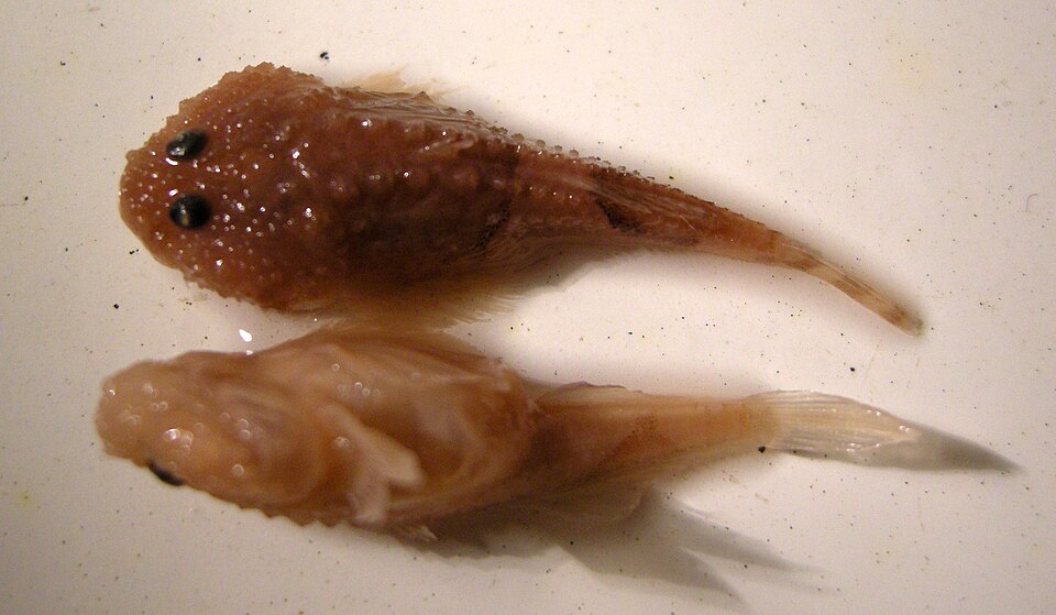 ภาพ ปลาบู่หนาม (Benthophilus spinosus)