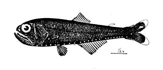 ภาพ ปลา glaciale (Benthosema glaciale)