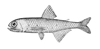 ภาพ ปลา pterotum (Benthosema pterotum)