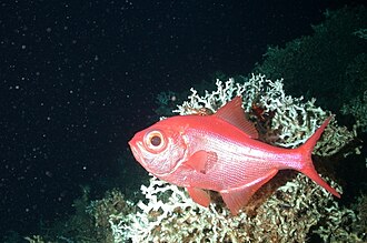 ภาพ ปลา decadactylus (Beryx decadactylus)