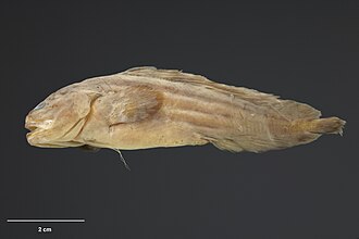 ภาพ ปลา beeblebroxi (Bidenichthys beeblebroxi)