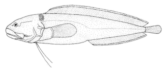 ภาพ ปลา consobrinus (Bidenichthys consobrinus)