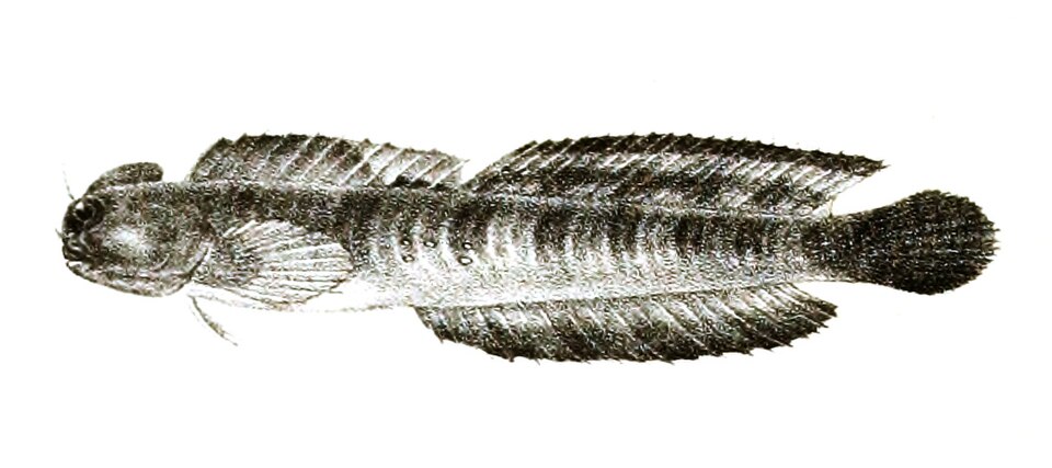 ภาพ ปลาตั๊กแตนหิน bilitonensis (Blenniella bilitonensis)