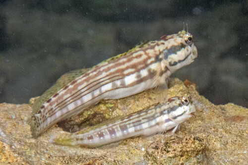 ภาพ ปลาตั๊กแตนหินลายเส้น (Blenniella caudolineata)