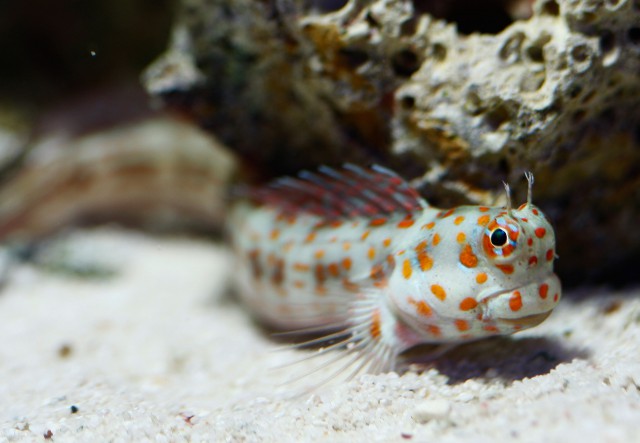 ภาพ ปลาตั๊กแตนหินจุดฟ้าตั๊กแตนหิน (Blenniella chrysospilos)