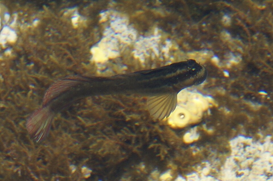 ภาพ ปลาตั๊กแตนหิน cyanostigma (Blenniella cyanostigma)