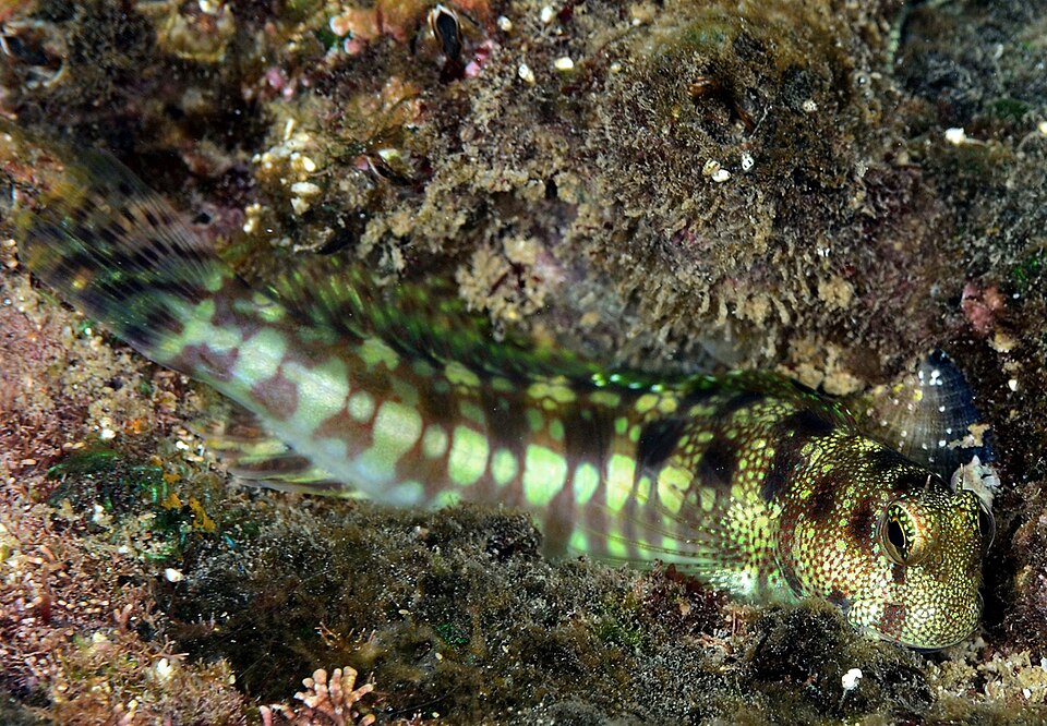 ภาพ ปลาตั๊กแตนหินตั๊กแตนหิน (Blenniella gibbifrons)