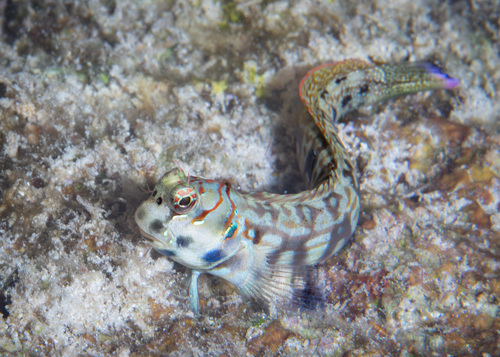 ภาพ ปลาตั๊กแตนหินตั๊กแตนหิน (Blenniella interrupta)