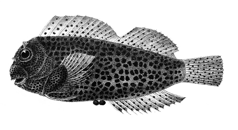 ภาพ ปลาตั๊กแตนหินลายเสือดาว (Blenniella leopardus)