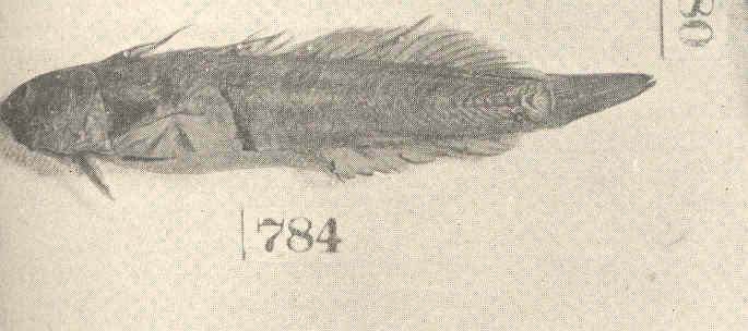 ภาพ ปลาตั๊กแตนหินน้ำเงินตั๊กแตนหิน (Blenniella paula)
