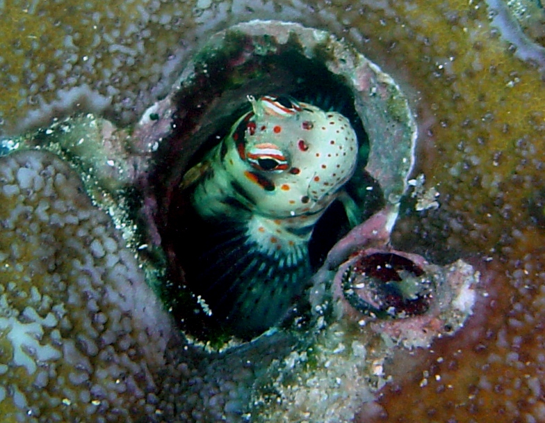 ภาพ ปลาตั๊กแตนหินน้ำเงินตั๊กแตนหิน (Blenniella periophthalmus)