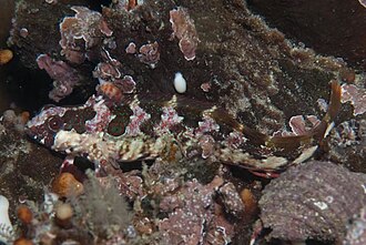 ภาพ ปลา brachycephalus (Blennioclinus brachycephalus)