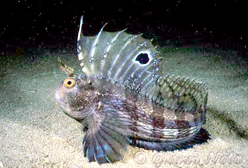 ภาพ ปลาตั๊กแตนหินตั๊กแตนหิน (Blennius ocellaris)