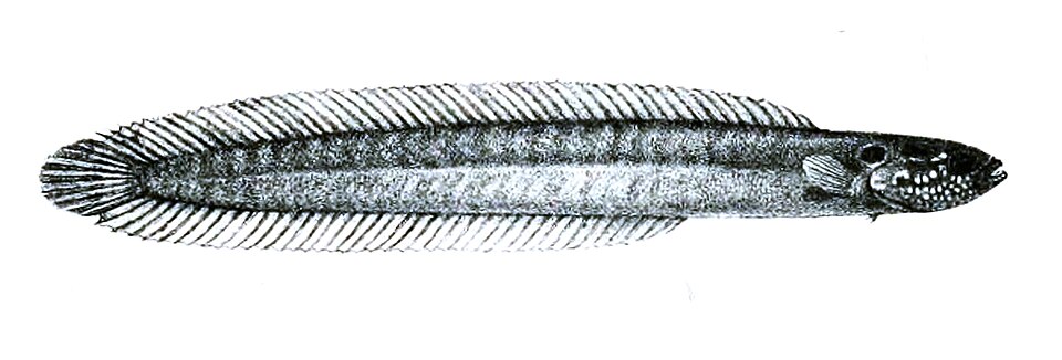 ภาพ ปลาดอตตี้แบ็คไหลตั๊กแตนหิน (Blennodesmus scapularis)