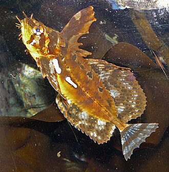 ภาพ ปลา cirrhosus (Blepsias cirrhosus)