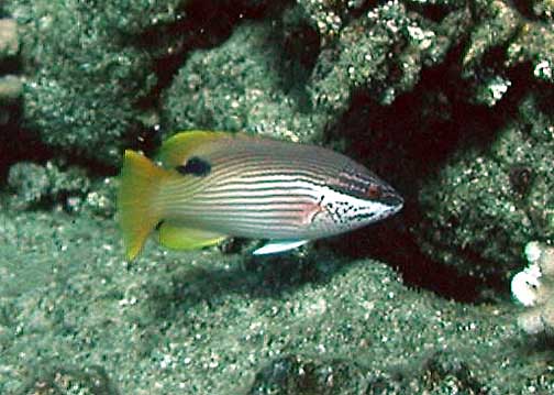 ภาพ ปลานกขุนทองฮาวาย (Bodianus albotaeniatus)