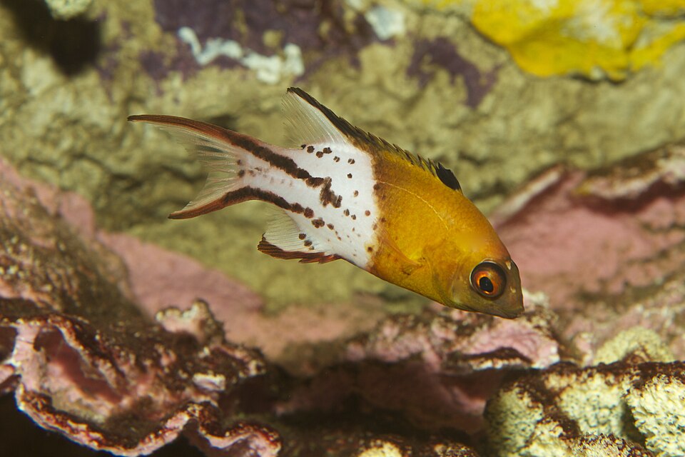 ภาพ ปลานกขุนทอง anthioides (Bodianus anthioides)