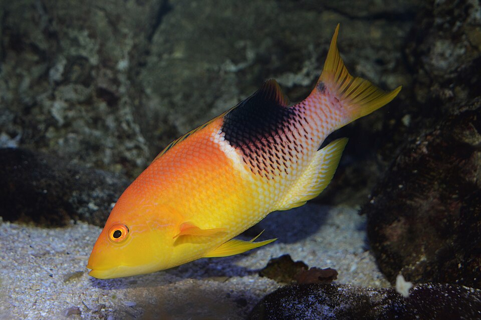 ภาพ ปลานกขุนทอง atrolumbus (Bodianus atrolumbus)