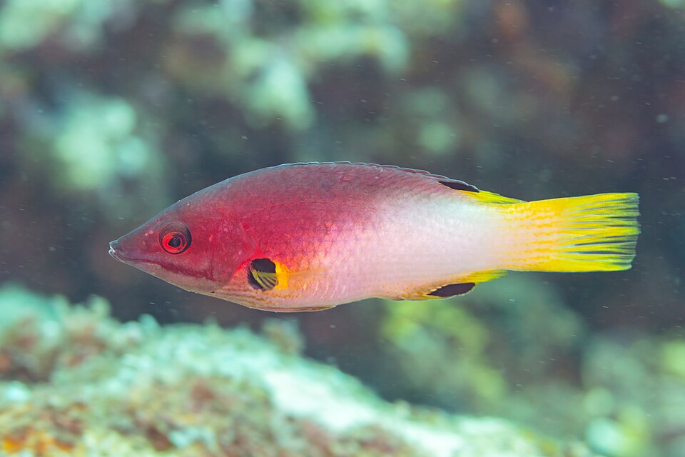 ภาพ ปลานกขุนทองหน้าหมูจุดดำ (Bodianus axillaris)