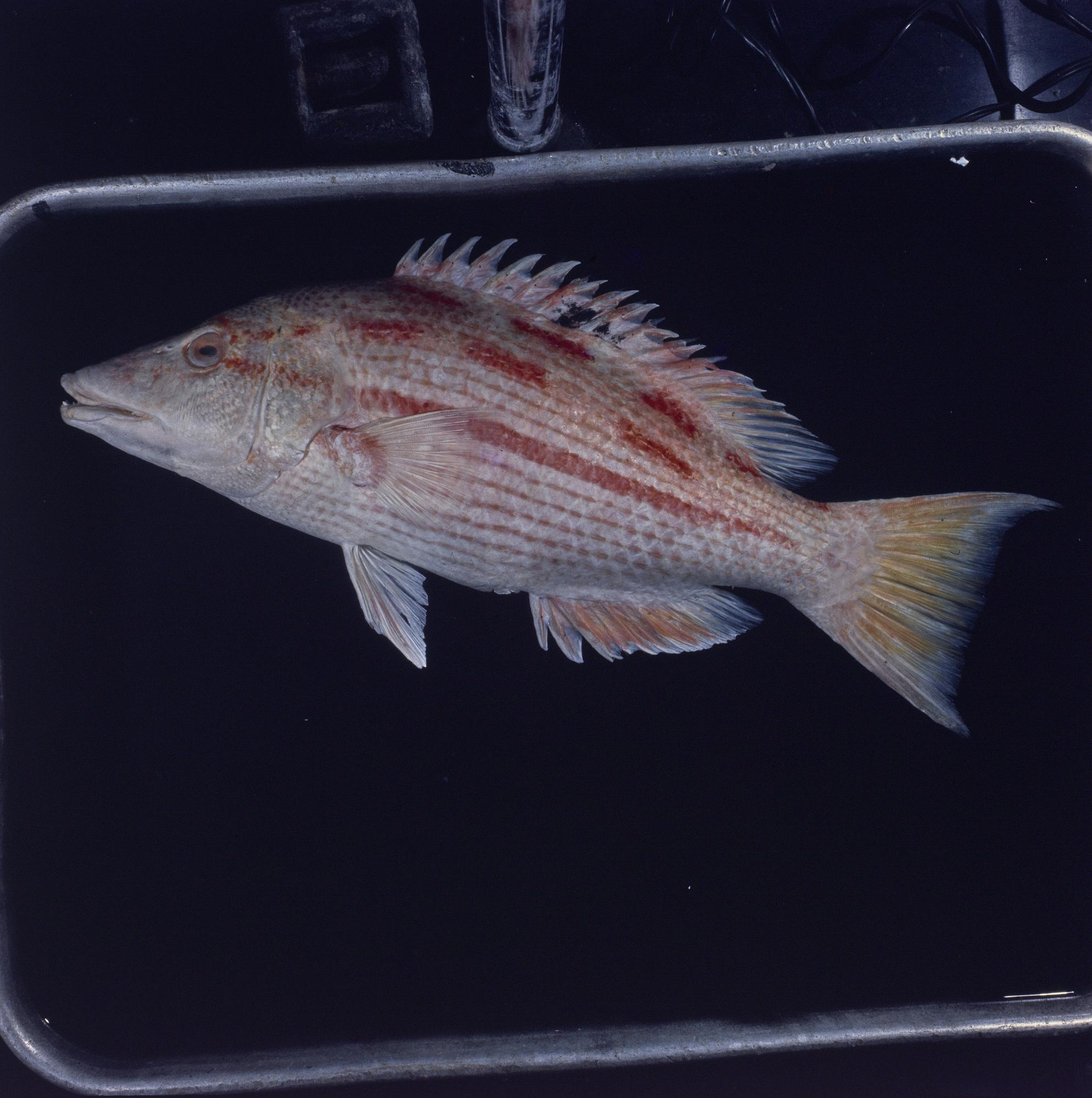 ภาพ ปลานกขุนทองฮาวาย (Bodianus bathycapros)