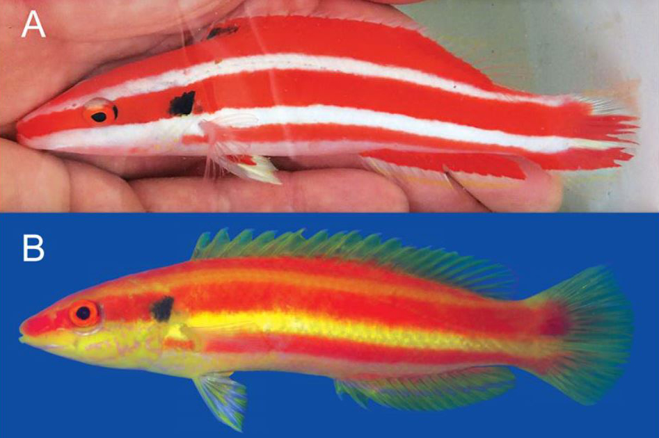 ภาพ ปลานกขุนทองเหลืองมะนาวลายเส้น (Bodianus bennetti)
